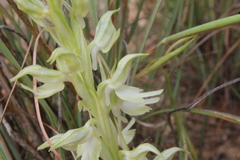 Anacamptis sancta