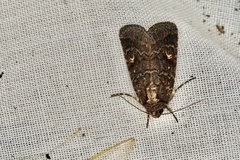 Proteuxoa marginalis