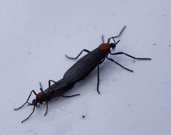 Plecia ruficollis