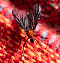 Plecia ruficollis