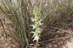 Anacamptis sancta