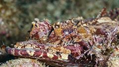 Thysanophrys cirronasus