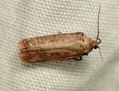 Platyedra subcinerea