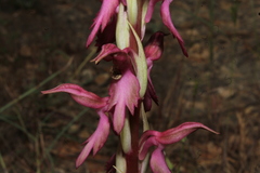 Anacamptis sancta
