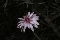 Pseudopodospermum papposum