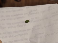 Cassida hemisphaerica