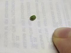 Cassida hemisphaerica