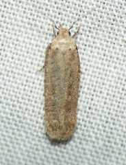 Platyedra subcinerea