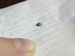 Cassida hemisphaerica