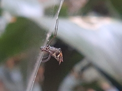 Micrathena nigrichelis