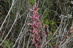 Anacamptis sancta