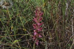 Anacamptis sancta