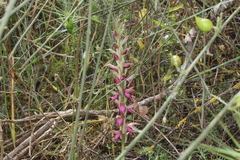 Anacamptis sancta
