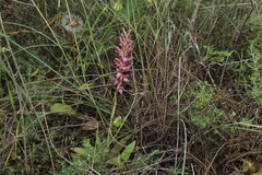 Anacamptis sancta