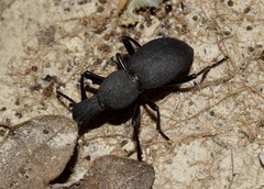 Cephalostenus orbicollis