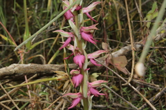 Anacamptis sancta