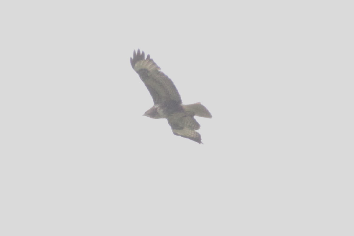 Common Buzzard