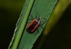 Dionconotus neglectus neglectus