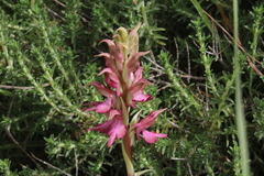 Anacamptis sancta