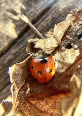 Coccinella septempunctata