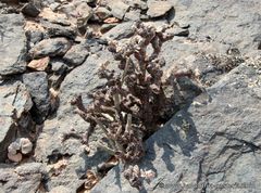 Pelargonium crassicaule