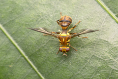 Bactrocera