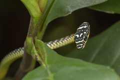 Chrysopelea paradisi
