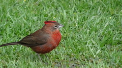 Coryphospingus cucullatus