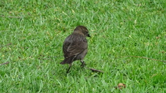 Molothrus bonariensis