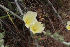 Convolvulus secundus