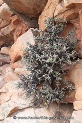 Pelargonium crassicaule