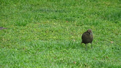 Molothrus bonariensis