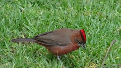 Coryphospingus cucullatus