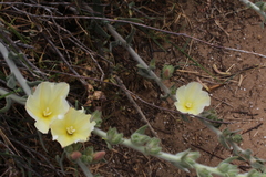 Convolvulus secundus