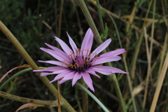Pseudopodospermum papposum
