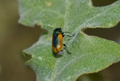 Smaragdina limbata