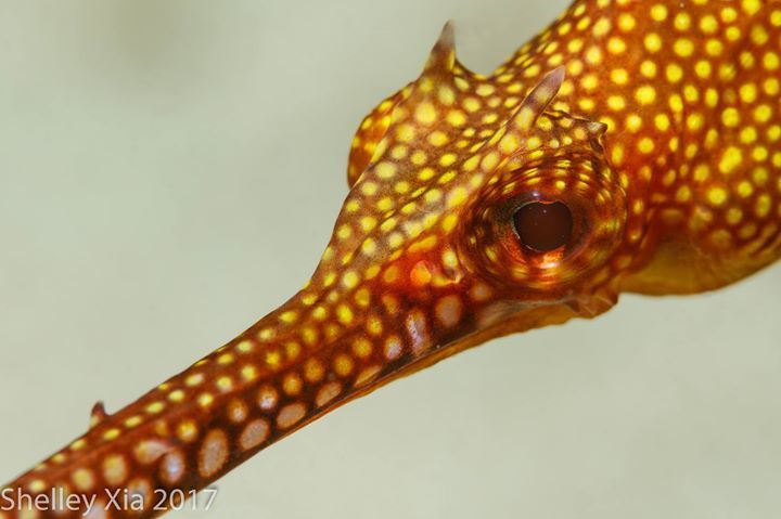 Syngnathoidei