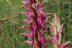 Anacamptis sancta