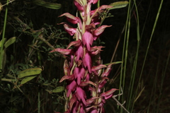 Anacamptis sancta