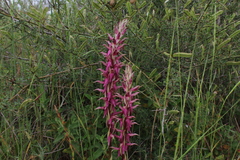 Anacamptis sancta