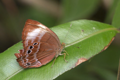 Abisara saturata