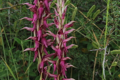 Anacamptis sancta