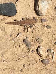 Sphingonotus rubescens
