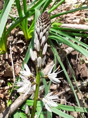 Asphodelus macrocarpus
