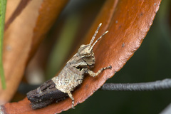 Traulia azureipennis