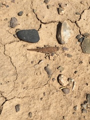 Sphingonotus rubescens