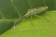Homoeocerus angulatus