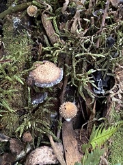 Psathyrella echinata