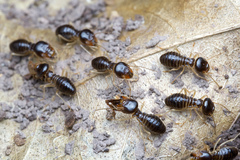 Macrotermes carbonarius