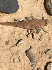 Sphingonotus rubescens